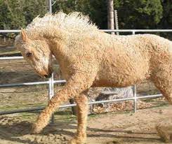 Bashir Curly Horses